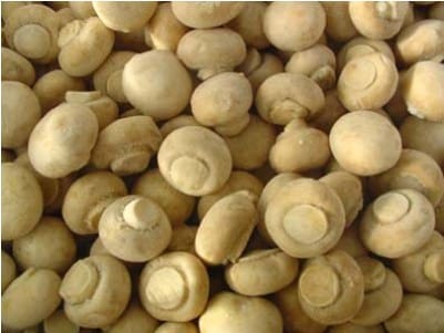 fifth_natural_source_of_vitamin_d3_mushrooms_image_title_ophcn
