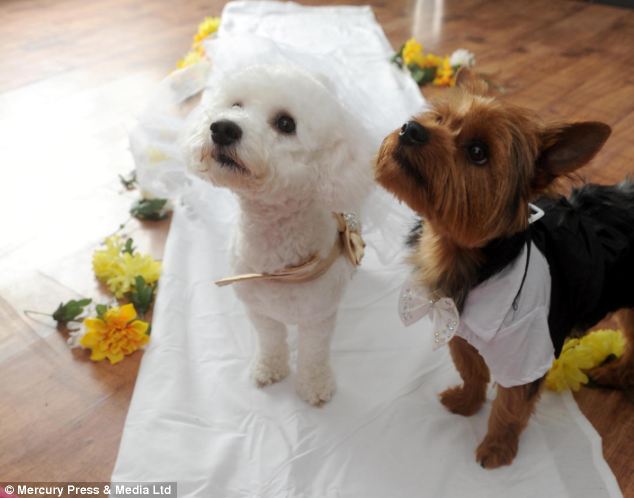 dog-wedding-3