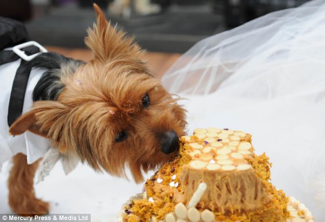 dog-wedding-5