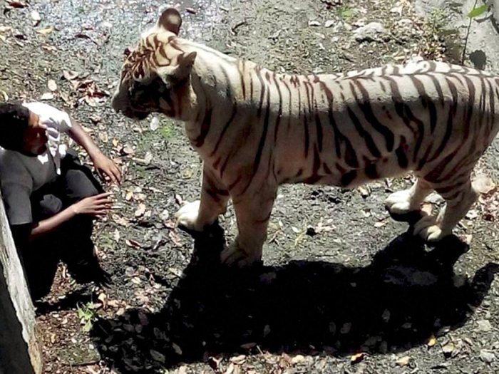 harimau-makan-pelajar-delhi-zoo