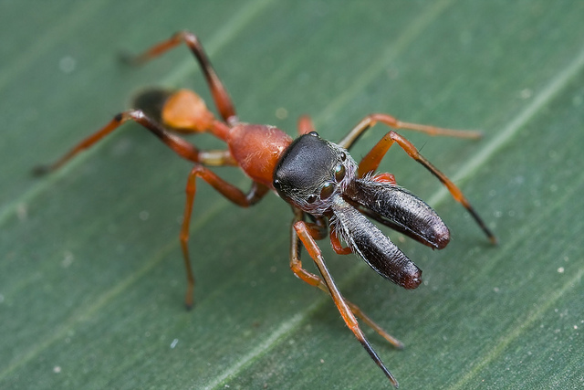 Selangor semut Apa racun
