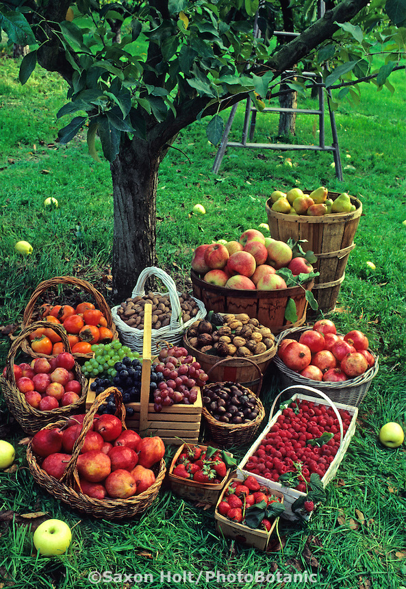 Fall harvest baskets of fruit: apples, grapes, nuts and berries in apple orchard