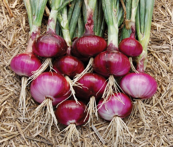 Red-Onions