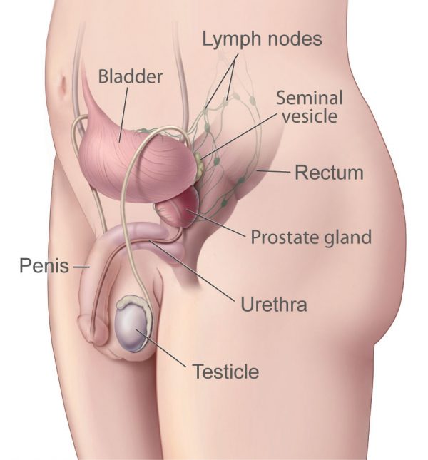 Rajah menunjukkan kedudukan saluran urethra dengan lebih jelas. Foto -cancer.gov