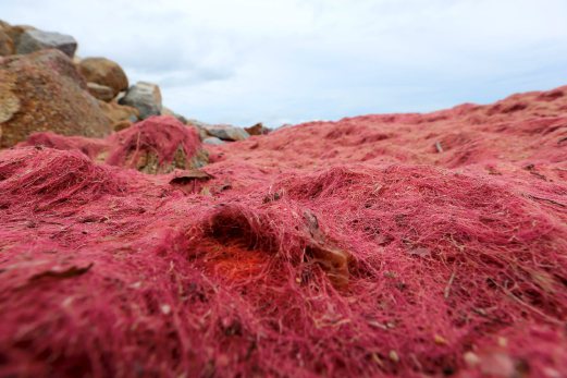 Pantai sepanjang kira-kira 300 meter dipenuhi rumpai laut berwarna merah sejak kelmarin. Foto -Rozainah Zakaria