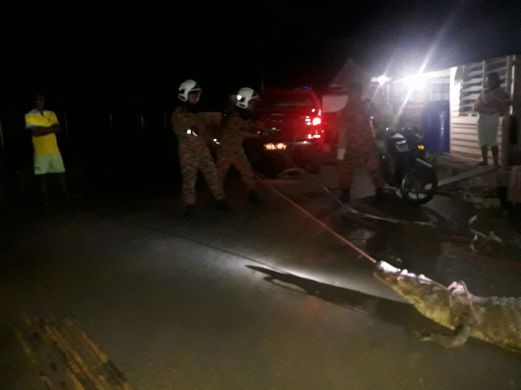 Anggota bomba menangkap seorang buaya di kawasan Sekolah Kebangsaan Sungai Lingkau di Simunjan malam tadi. Foto - Berita Harian