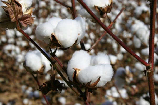 Cotton bolls in fall