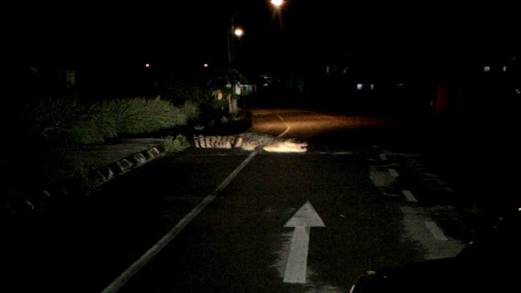 BUAYA yang dilihat melintasi jalan di Apartment Raflesia Universiti Malaysia Sarawak (UNIMAS) di Taman Desa Ilmu, Samarahan, malam tadi mencetuskan gempar. Foto - Berita Harian