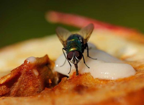 Bila Makanan Dihinggapi Lalat, Ini Benda Jijik Yang Berlaku | Diva MY